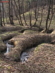 Meandrujący strumień Pasieka