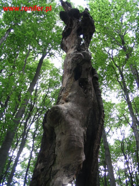 Beskid Niski-Geofizyka