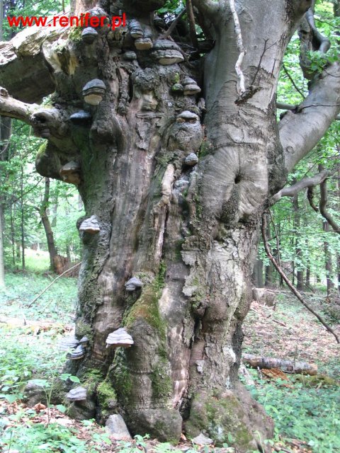 Beskid Niski-Geofizyka