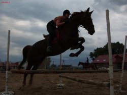 zdjęcia Chomika; czyli konie...