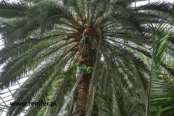 Pielęgnacja palmy